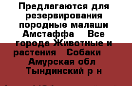 Предлагаются для резервирования породные малаши Амстаффа  - Все города Животные и растения » Собаки   . Амурская обл.,Тындинский р-н